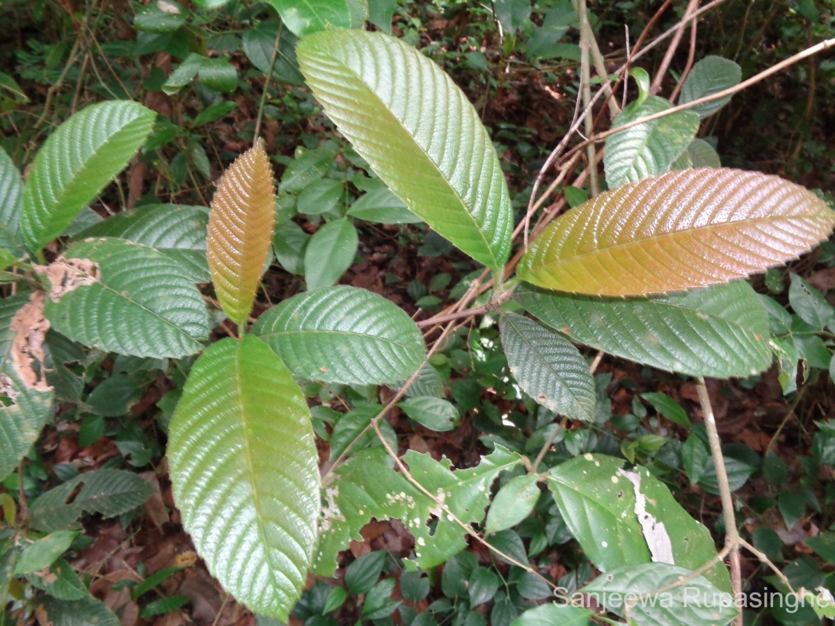 Tetracera sarmentosa (L.) Vahl